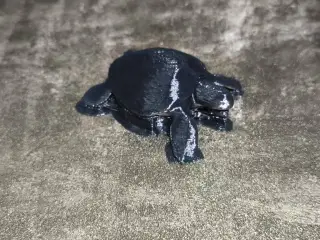 Sea turtle