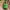 Sprite Jazz Jackrabbit
