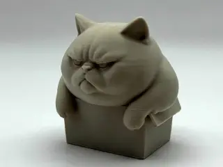 Chonky Box Kitten
