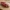 flexi_toy_newt