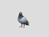 pigeon-0
