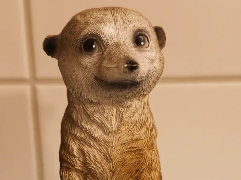 Erdmännchen