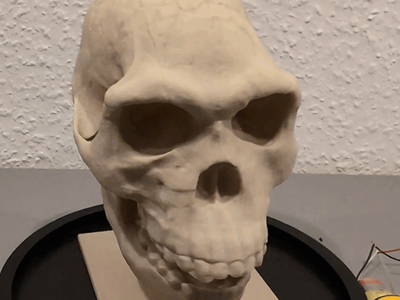 Homo habilis Skull - Educational Model & Stand 🦴💀
