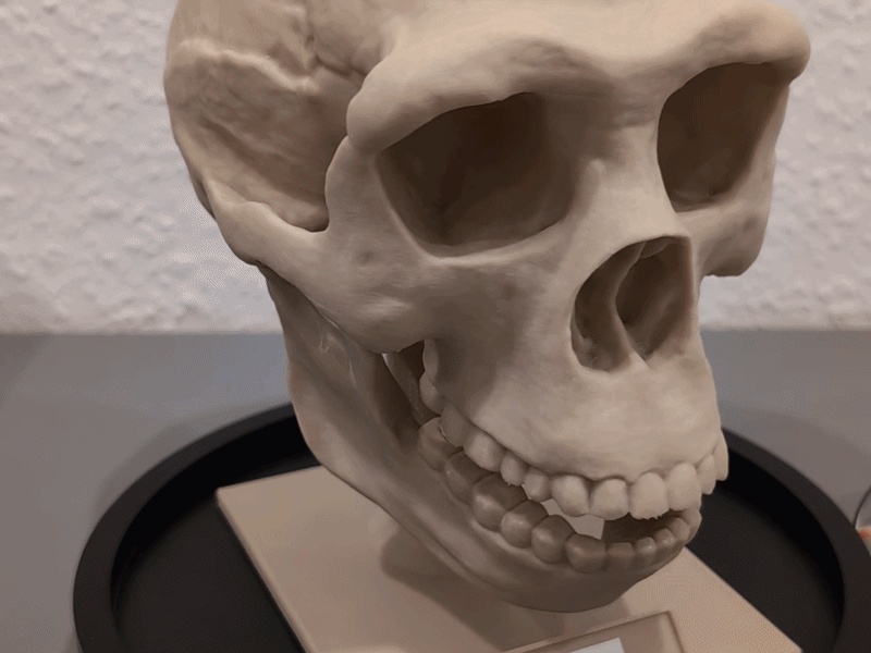 Homo erectus Skull - Educational Model & Stand 🦴💀