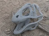 Acanthodes Skull-0
