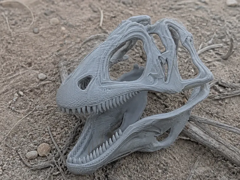 Acanthodes Skull