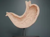 Human Stomach Cross Section Anatomy-0