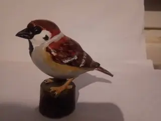 house sparrow