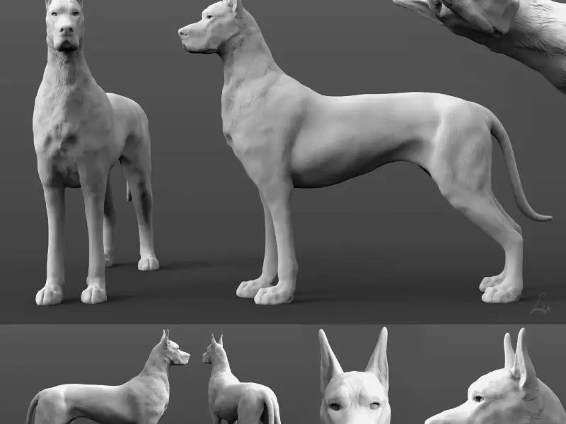Great Dane