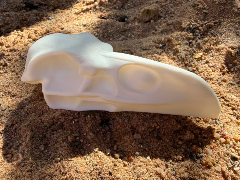 Raven skull easy print