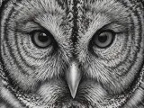 HueForge - Owl-0