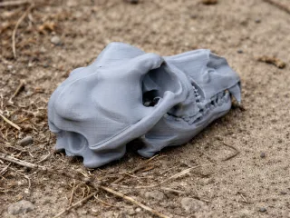 Dingo Skull