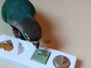 Jeu pour perroquet et perruche