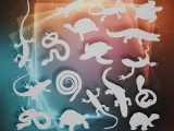 Reptile Silhouettes Bundle-0