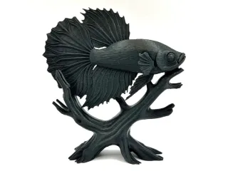 Midnight Betta