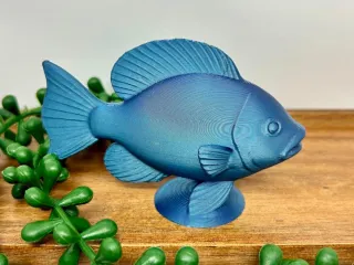 fish
