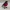 Il Pettirosso del Cortile