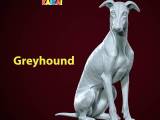 Greyhound breed - Dog greyhound racing model - 3D print-0