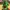 Ninja Turtle Warrior Figure - NO AMS