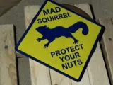 sign-mad-squirrel-0