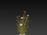 WILD FLOWER-0