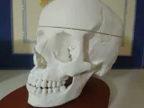 Anatomical Human Skull - Multi-Part Print with Base-0