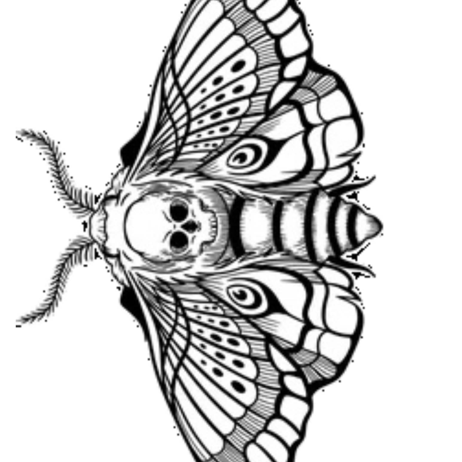Home print settings: Death Moth.3mf