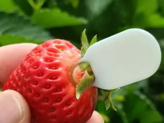 Strawberry Stem Remover