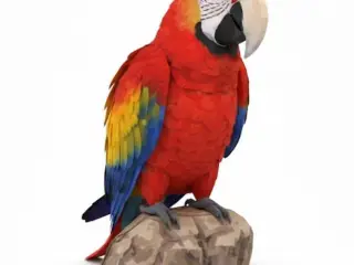 Guacamaya / Parrot