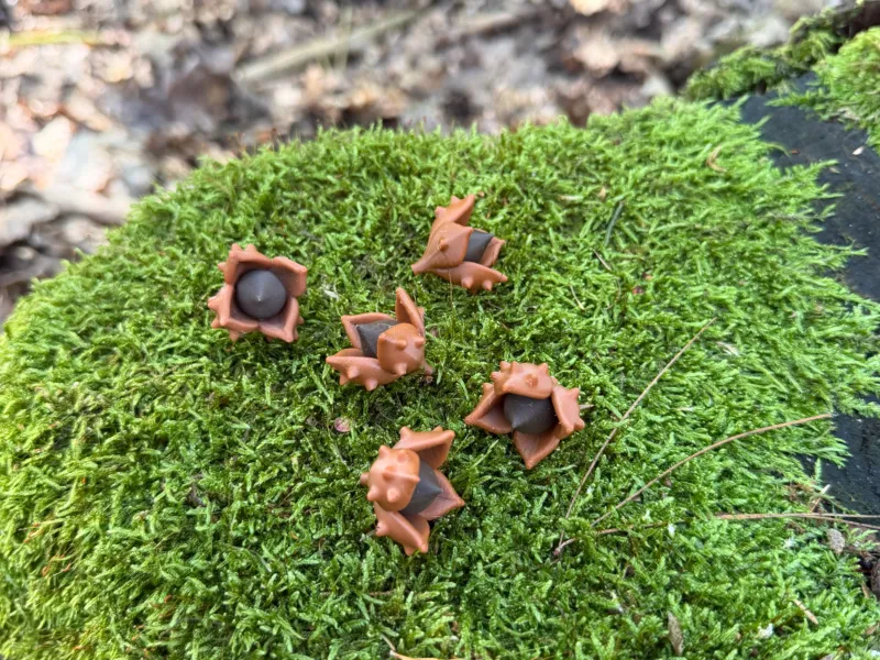 Bolota de Faia da Floresta
