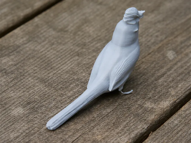 Balearic warbler