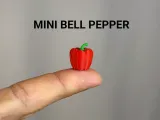 Mini Bell Pepper-0