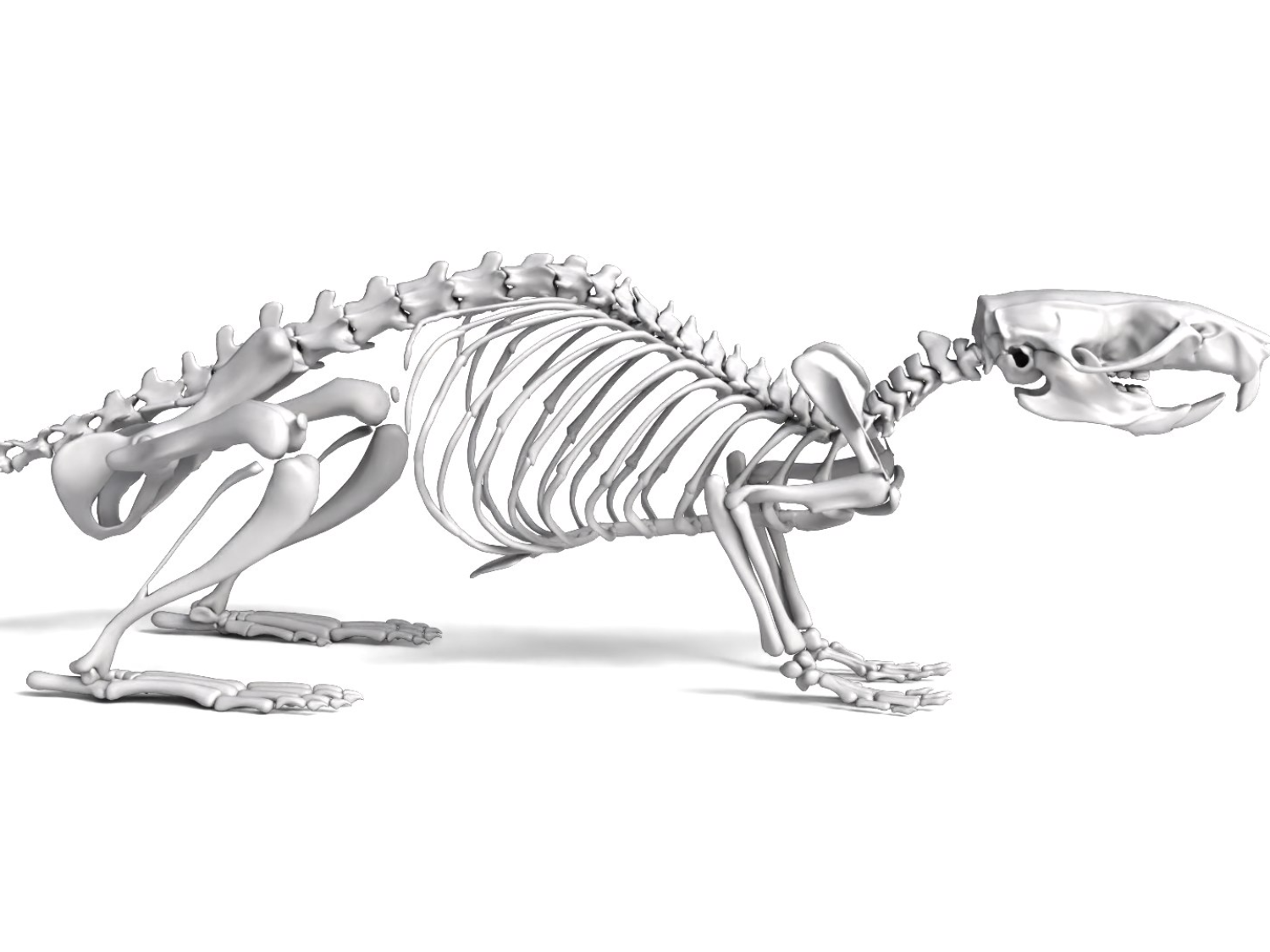 Roden Skeleton Characters & Creatures STL Download - Rat_Skeleton – Realistic Detailed ...