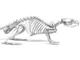 Rat_Skeleton – Realistic Detailed Rodent Bone Structure-0