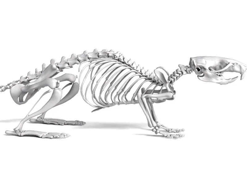 Rat_Skeleton – Realistic Detailed Rodent Bone Structure