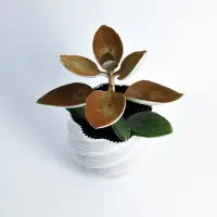 Modern Plant Pot "Diluvian" as succult planters / big pot-1