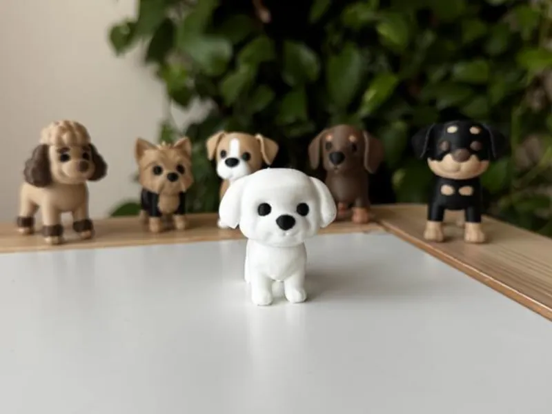 Maltese puppy
