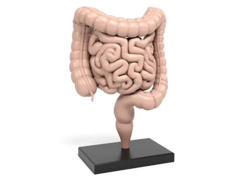 Intestinal Organ