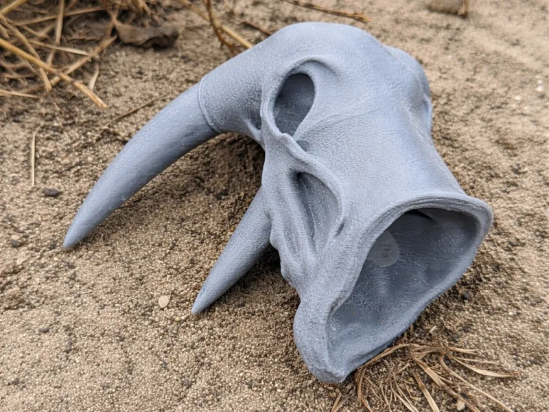 Atlantic Walrus Skull