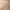 Plant Support Stake – 4 Sizes (80mm to 205mm)