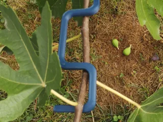 Redresseur branche arbre formation
