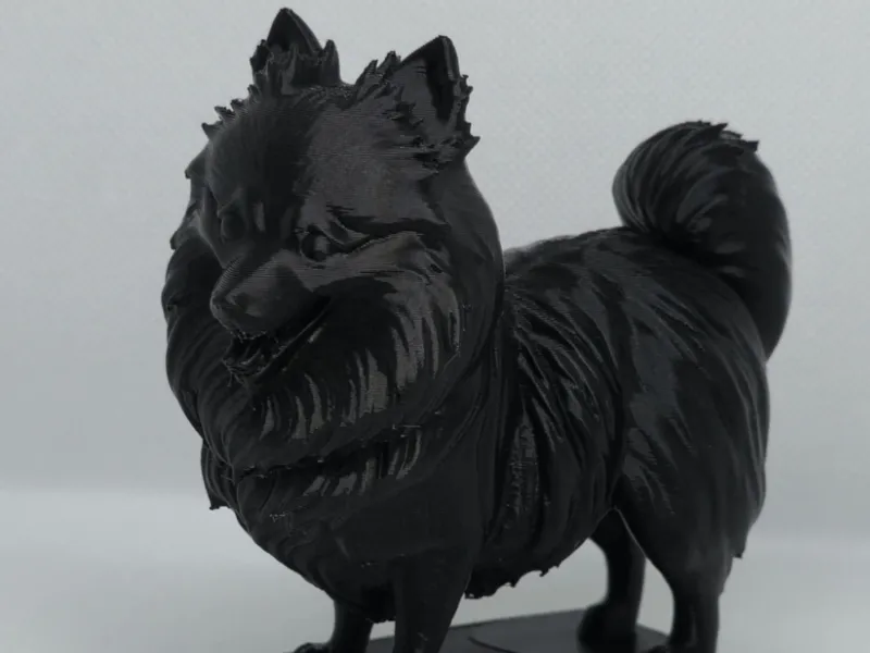 Pomeranian dog