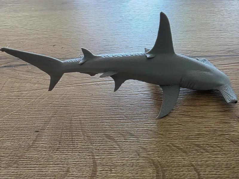 Hammerhead shark