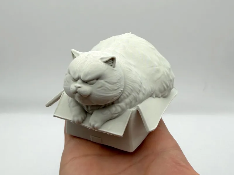 Box Cat