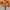 Autumn Maple Tree 