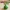 MapleStory Slime Mob