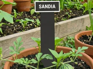 Cartel planta sandia