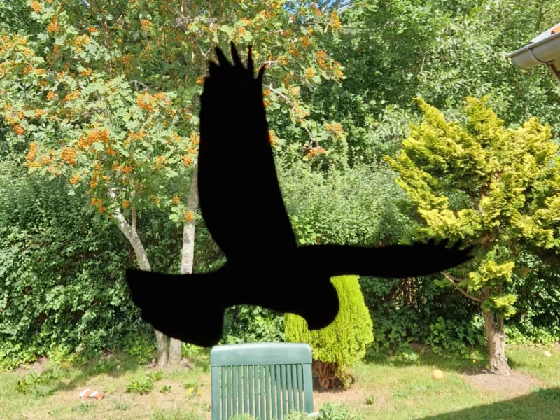 Bird Window Strike Silhouette - Bird Collision Prevention