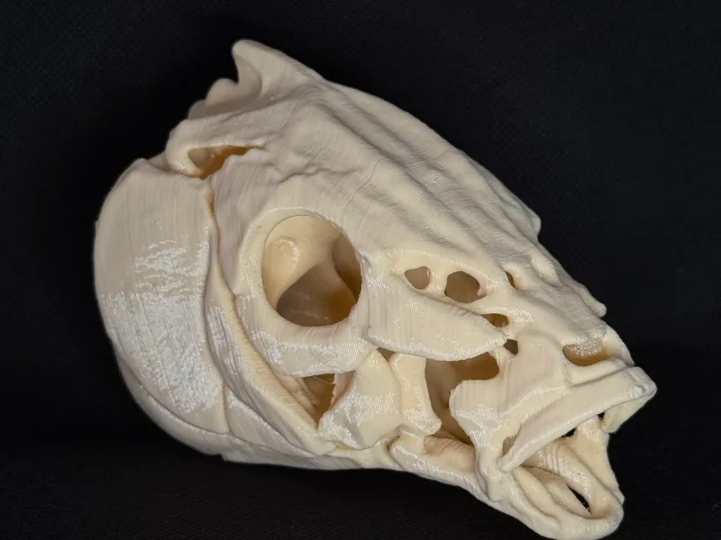 Common Carp Fish Skull – 3D Printable Skull Imitation