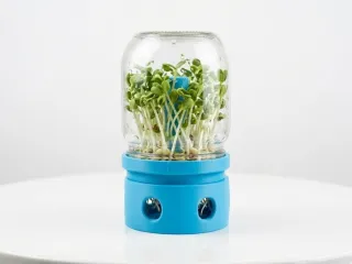家用豆芽发芽